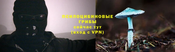 прущие грибы Баксан